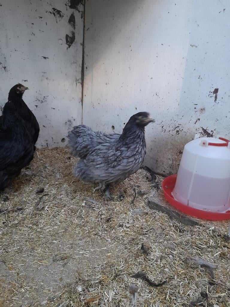 Orpington groot te koop, Dieren en Toebehoren, Vrouwelijk, Kip