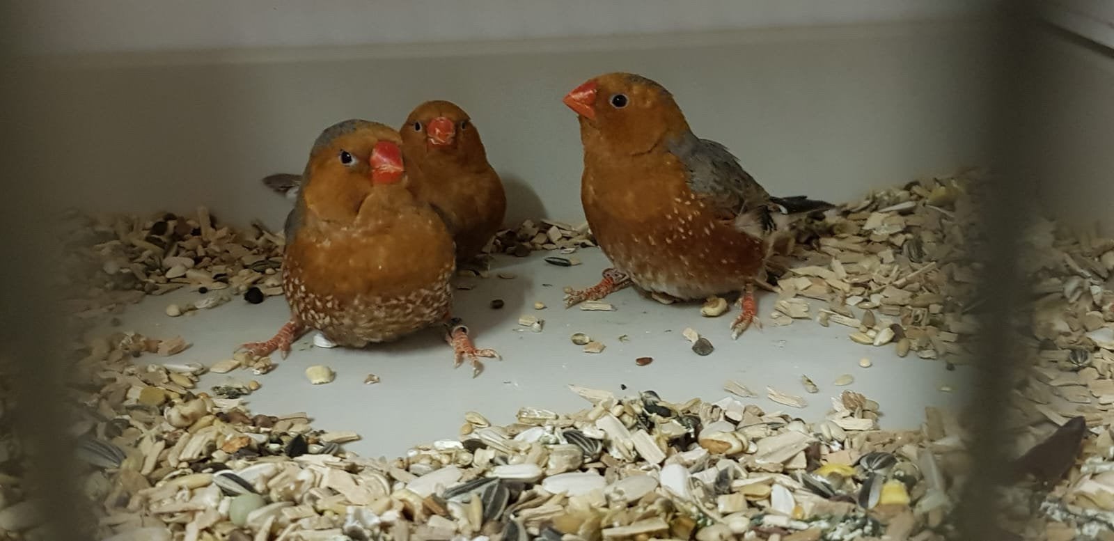 Gevraagd orange geringde  zebravinken TT, Dieren en Toebehoren, Meerdere dieren, Tropenvogel, Geringd