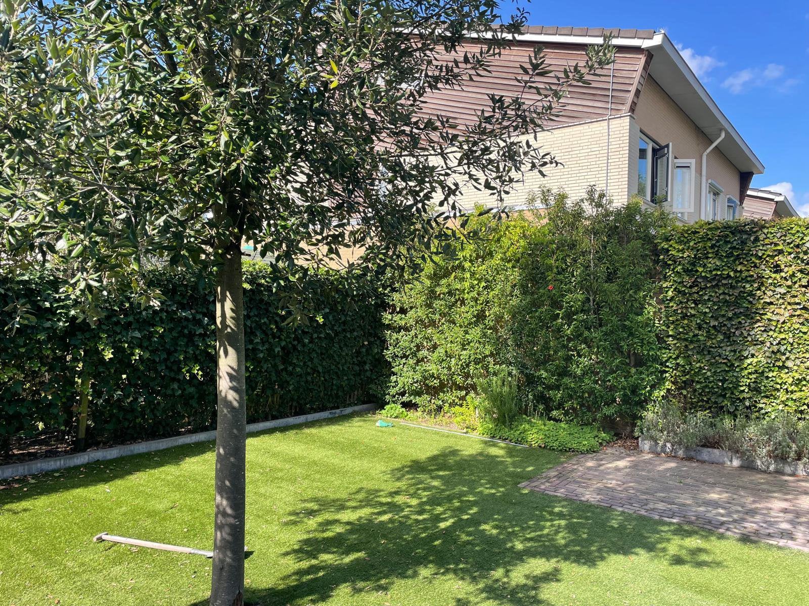Portugese laurier haag 4 stuks, Tuin en Terras, Ophalen, Bloeit niet, Halfschaduw, Overige soorten