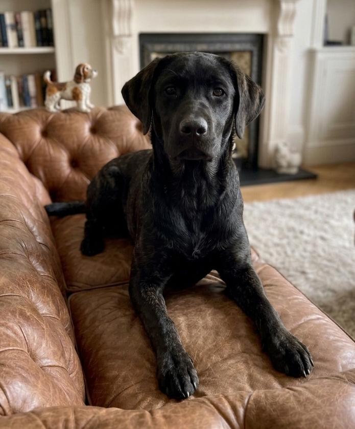 Huiskamernest labrador mix pup zeer sociaal ! Laatste reutje, Dieren en Toebehoren, Honden | Niet-rashonden, 8 tot 15 weken, Meerdere