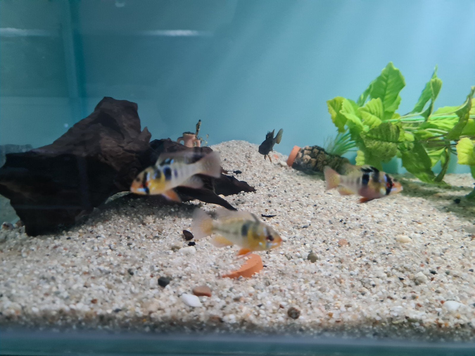 Microgeophagus Ramirezi Cichliden, dwergcichliden, Dieren en Toebehoren, Vissen | Aquariumvissen, Vis, Zoetwatervis
