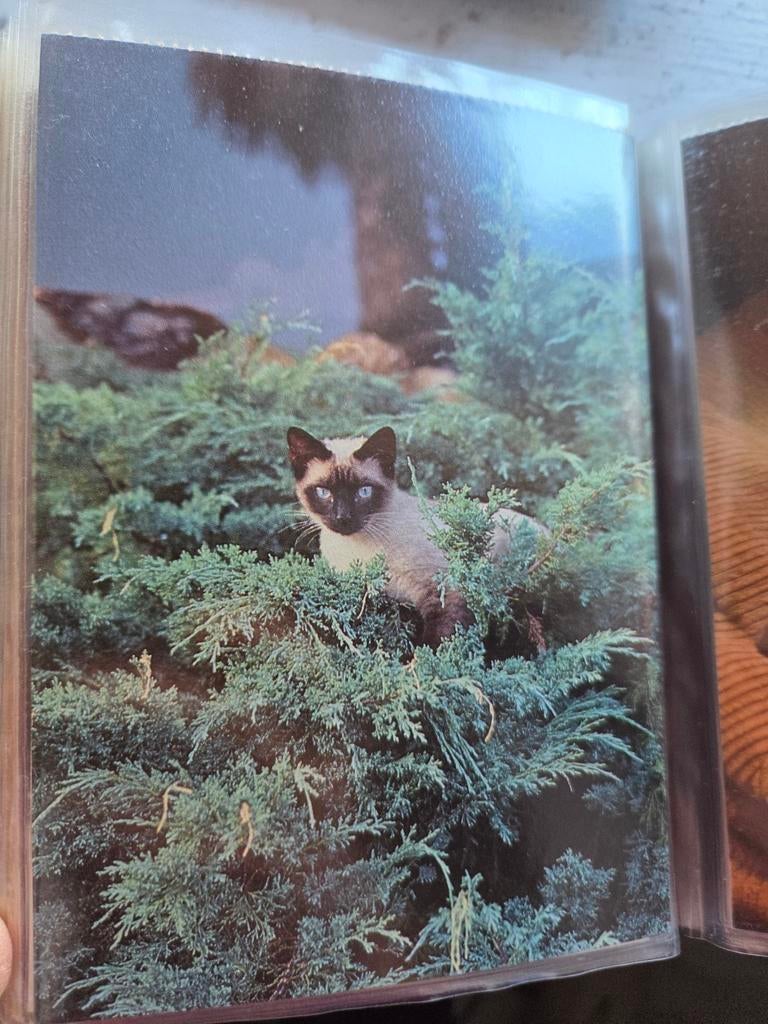 Ansichtkaart met schattige Siamese kat in struiken, Ophalen of Verzenden