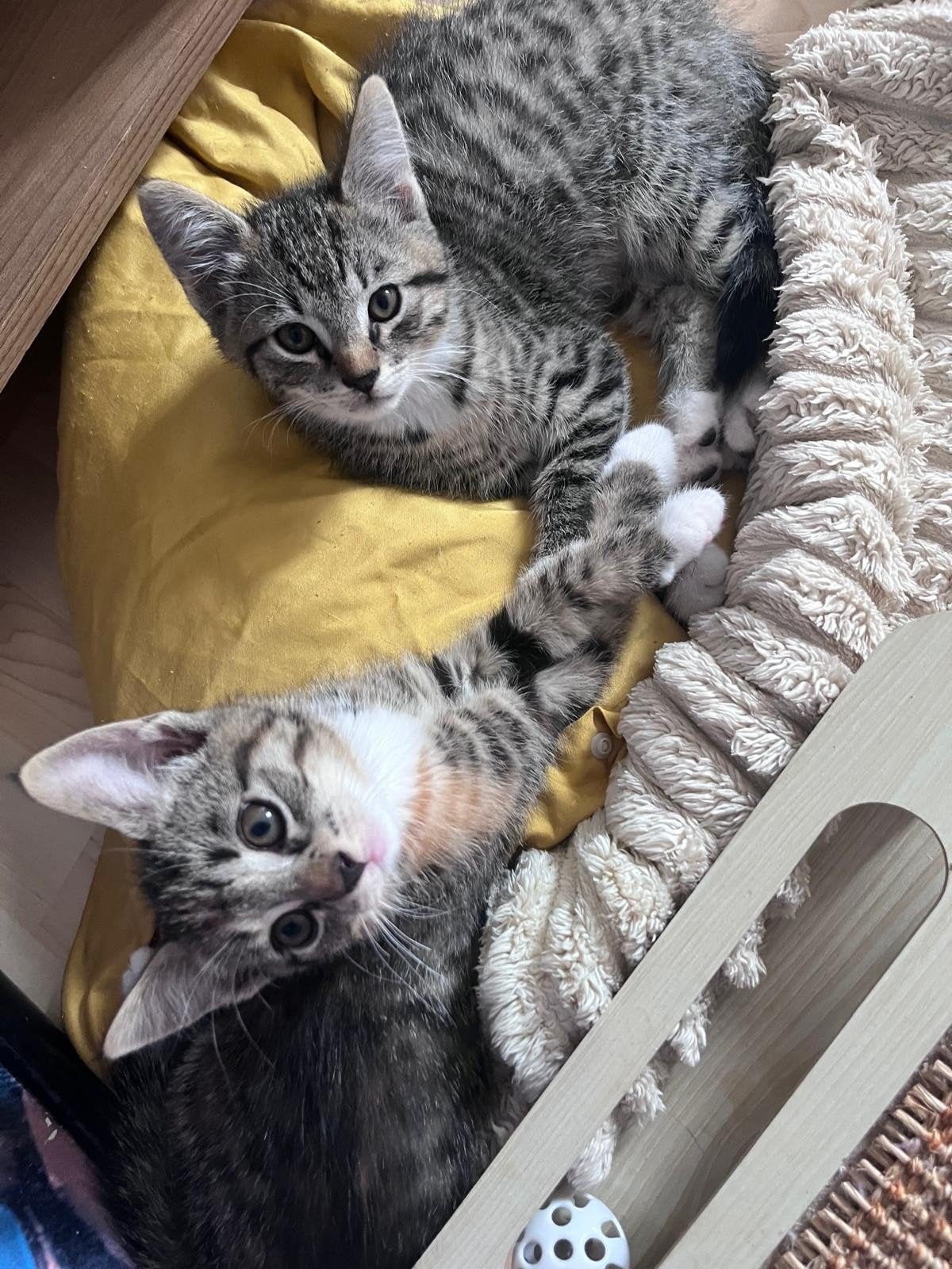 4 kittens van 01/05, Dieren en Toebehoren