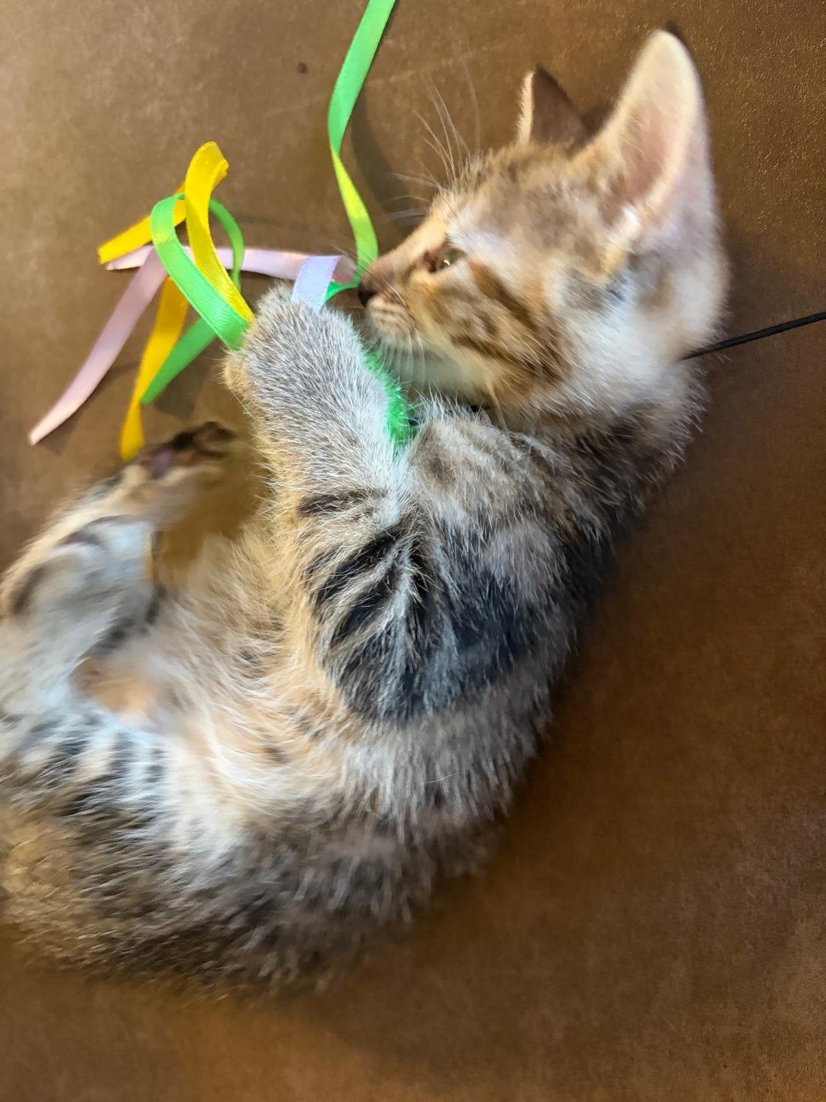 Kittens, Dieren en Toebehoren