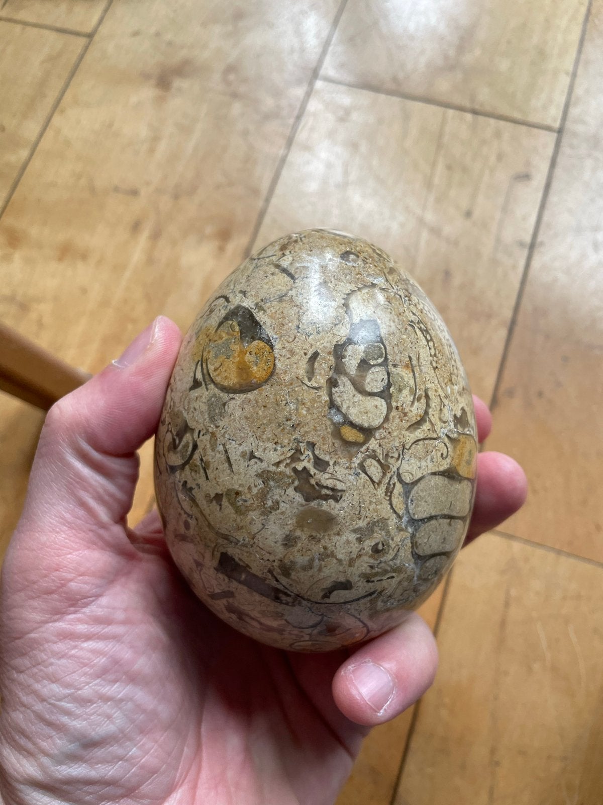 Fossiel ei decoratie - uniek en natuurlijk, Verzamelen, Ophalen of Verzenden, Fossiel