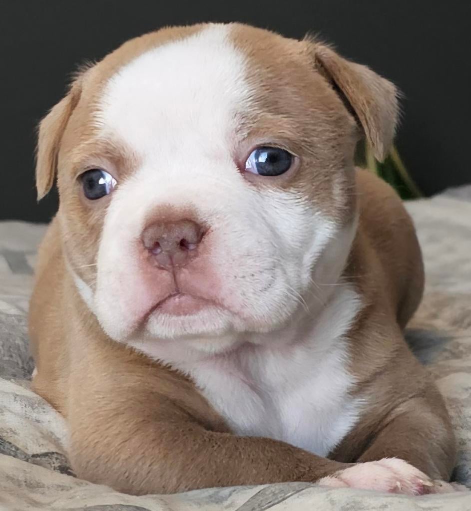 Prachtige Old English Bulldog pup teefje, Dieren en Toebehoren, Honden | Bulldogs, Pinschers en Molossers, Teef, Bulldog, Particulier