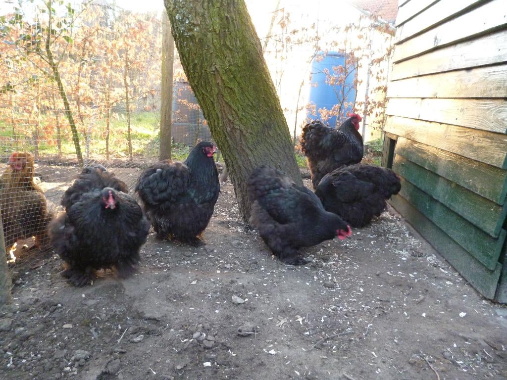 Cochin zwart groot broedeieren, Geslacht onbekend, Kip