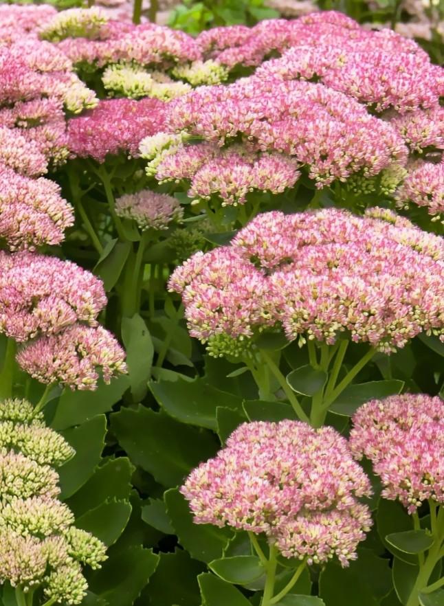 Sedum herbstfreude P9, Ophalen of Verzenden, Vaste plant, Overige soorten, Halfschaduw