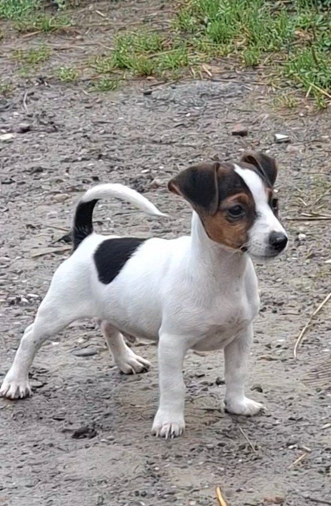 Jack Russel pups, Dieren en Toebehoren, Parvo, Jack Russell Terriër, Reu, 8 tot 15 weken