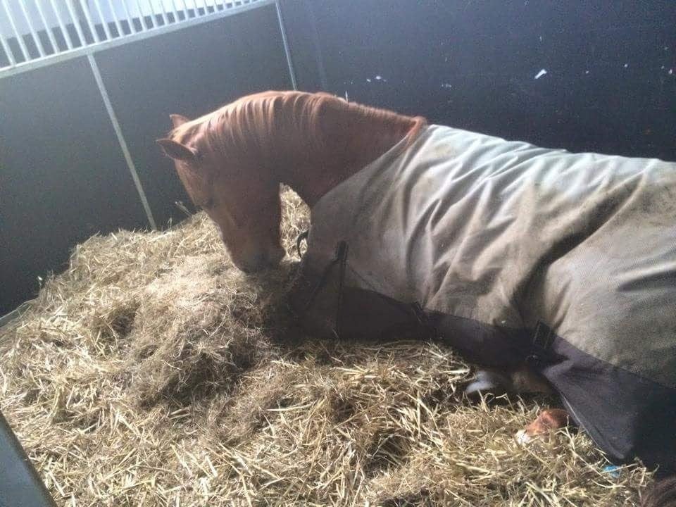 Stalmedewerker gezocht voor in het weekend  T&H stables, Stalling of Weidegang