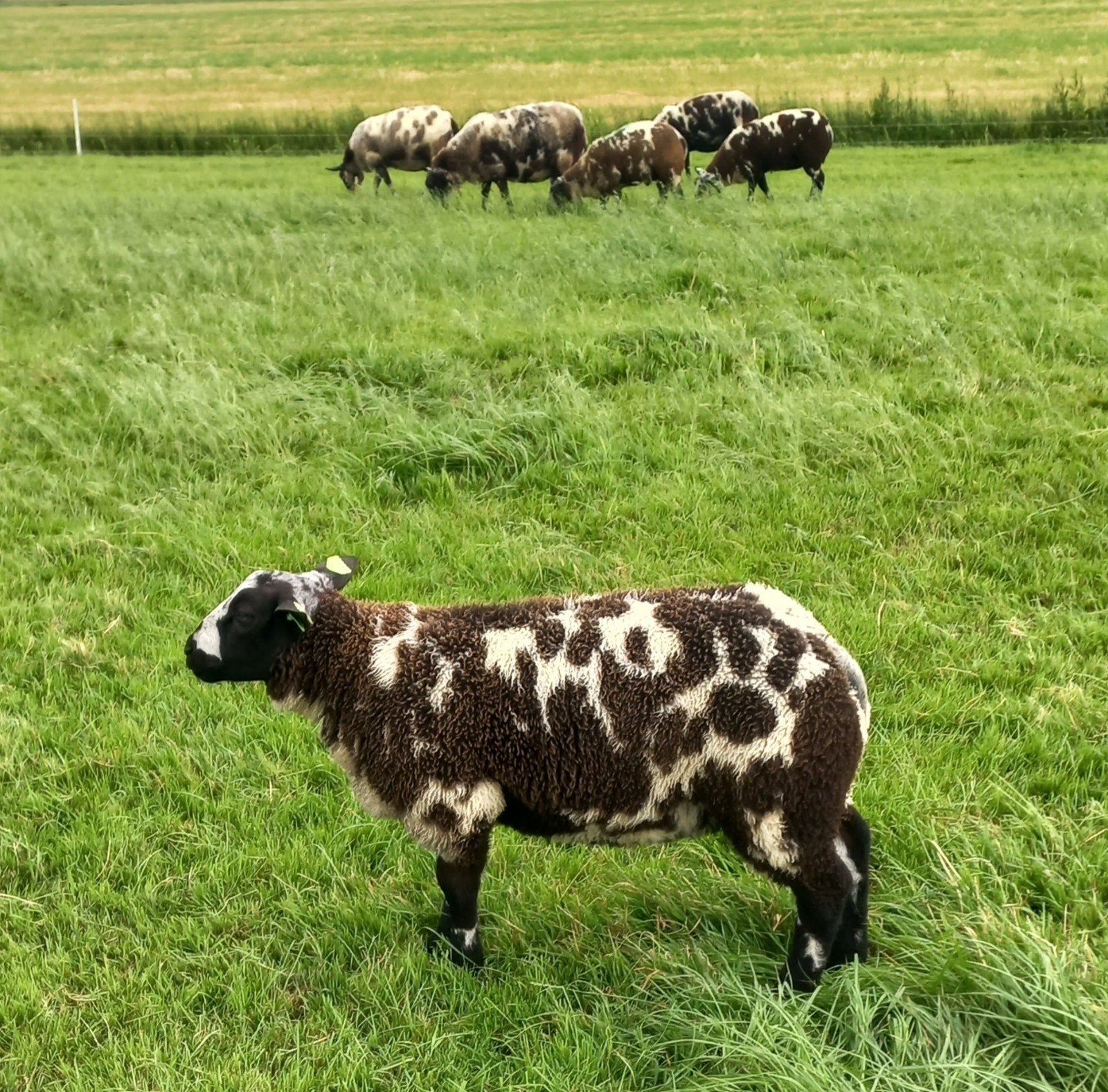 Te koop aangeboden bonte fokrammen, Dieren en Toebehoren, Meerdere dieren, Schaap