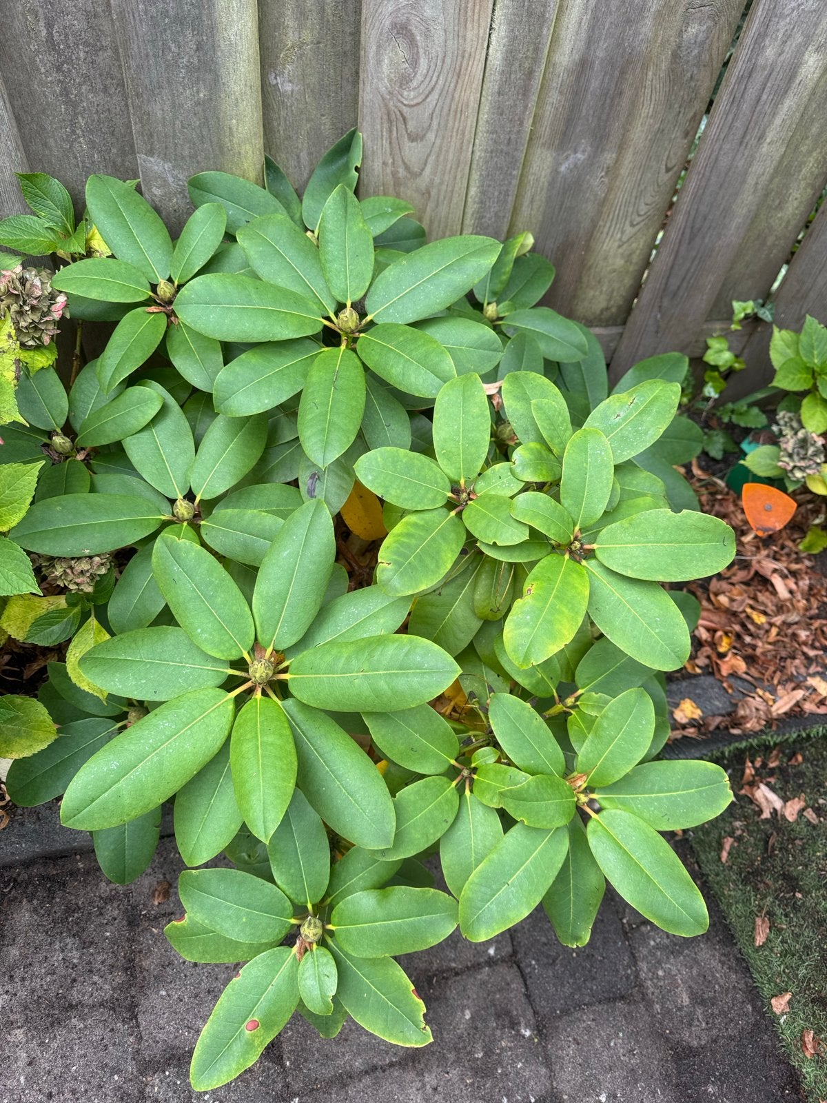 Rhododendron plant - Groenblijvend en bloeit in de lente, Tuin en Terras, Vaste plant, Halfschaduw, Lente, Ophalen