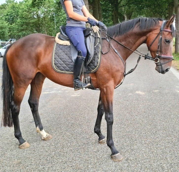 Brave 6 jr allrounder 1,63 mtr(recreatie-manege-sport), Dieren en Toebehoren, Paarden, Merrie, 3 tot 6 jaar, 160 tot 165 cm, Recreatiepaard