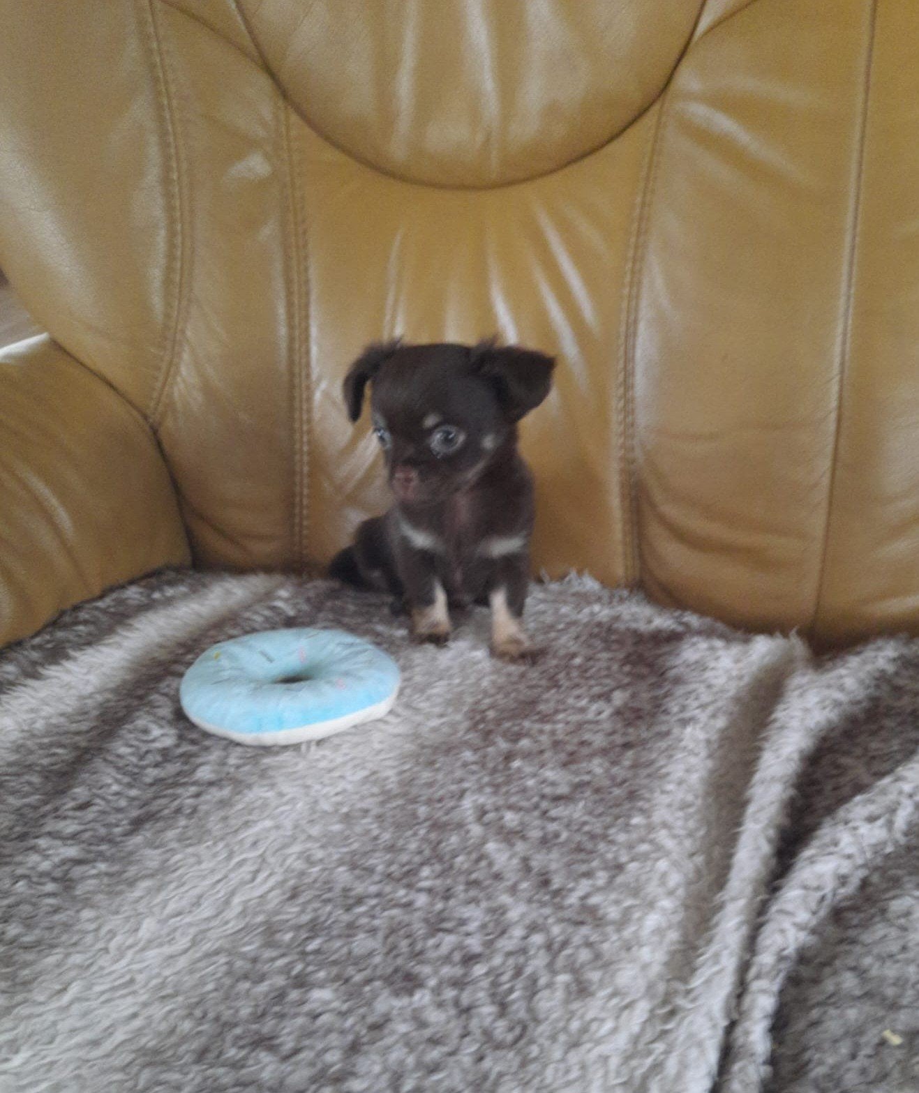 mooie chihuahua pup, Reu, 8 tot 15 weken, Eén hond, Chihuahua