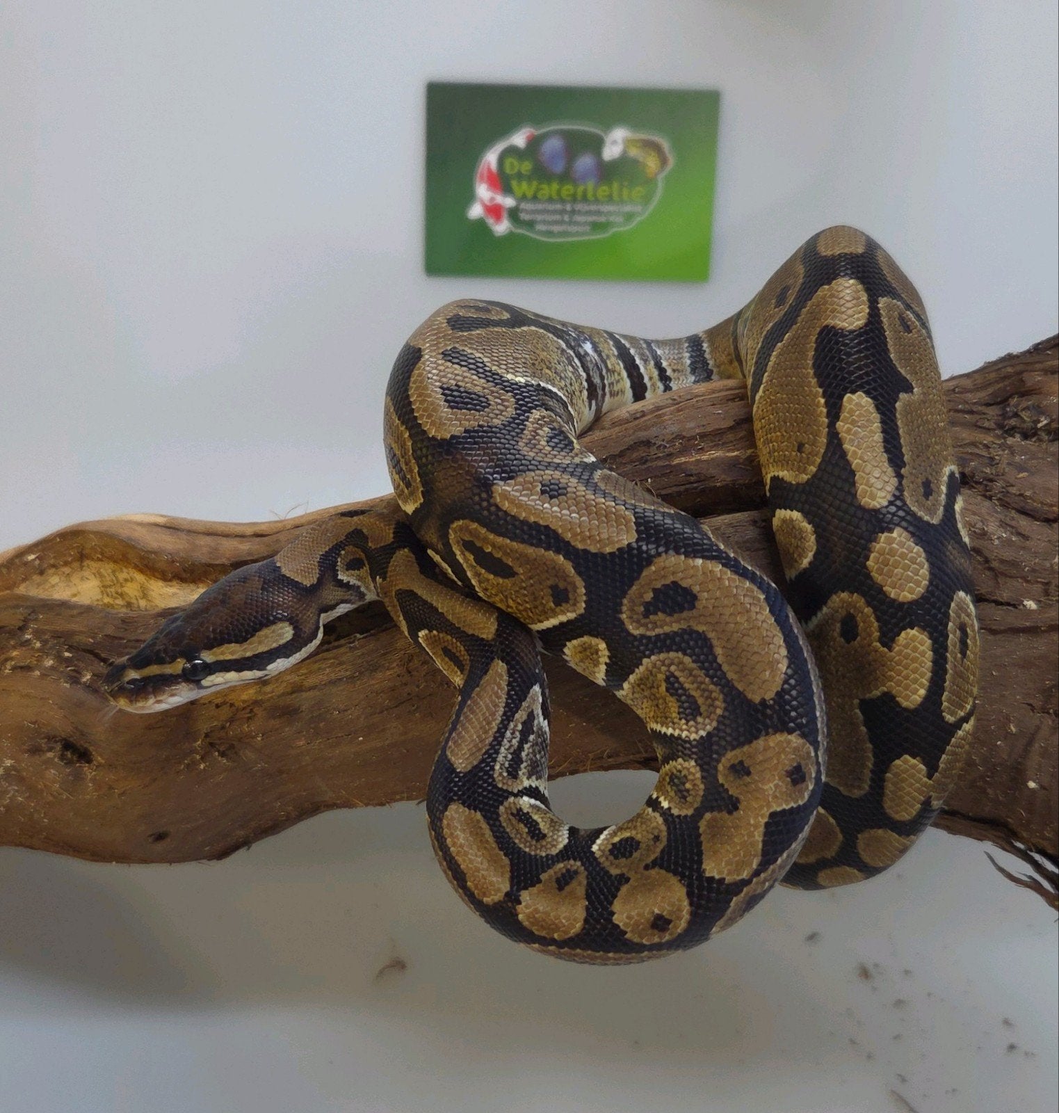 Konings python Ball Python - unknown for sale from De Waterlelie BV