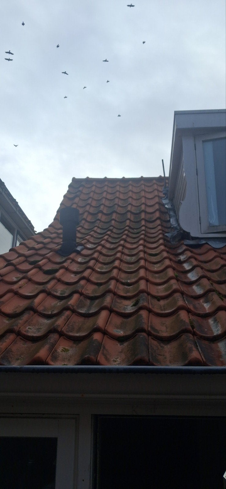 Gratis dakpannen (ca. 300 stuks) zelf verwijderen, Doe-het-zelf en Verbouw, Ophalen, Gebruikt, Steen of Klei, Dakpannen