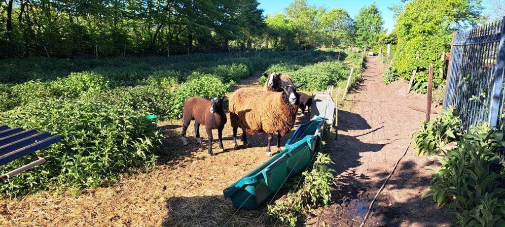 Zwartbles-fokkersgroep, Dieren en Toebehoren, Vrouwelijk, Schaap, 3 tot 5 jaar