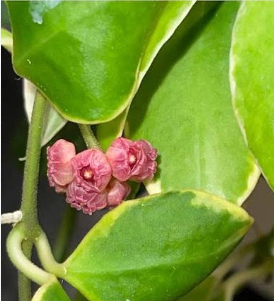 Hoya heuschkeliana outer variegated, Ophalen of Verzenden, Halfschaduw, Minder dan 100 cm