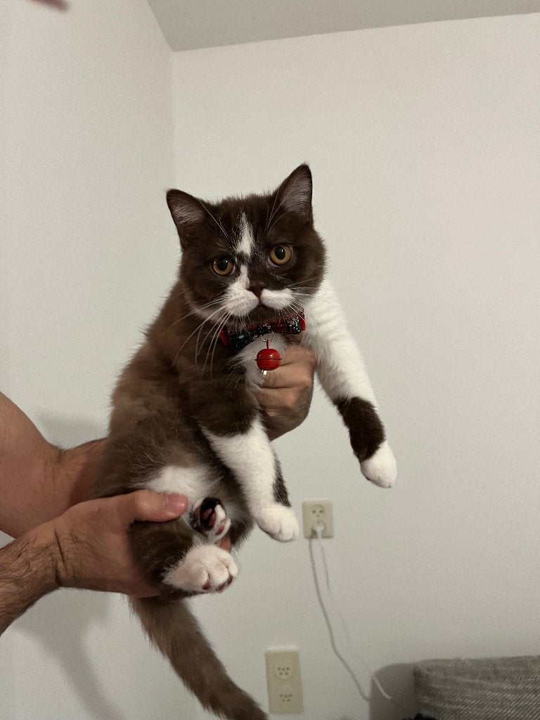Britse korthaar kater herplaatsing, Kater, Met stamboom, 3 tot 5 jaar