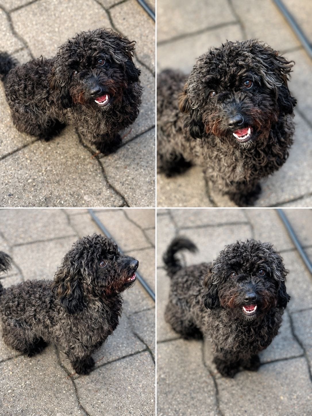 Mini Labradoodle, Dieren en Toebehoren, Poedel, Reu, 8 tot 15 weken, Parvo