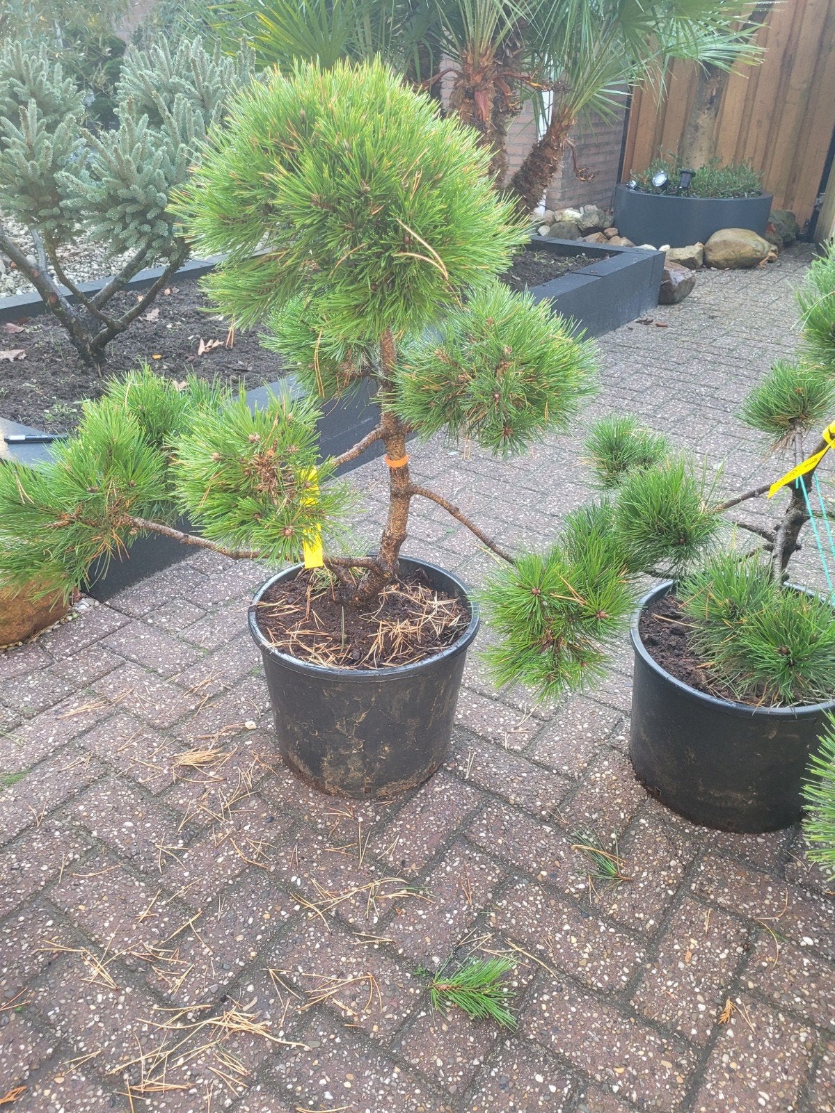 Pinus Pon Pon - Japanse Zwarte Den (5 stuks), Volle zon, Vaste plant, Bloeit niet, Ophalen