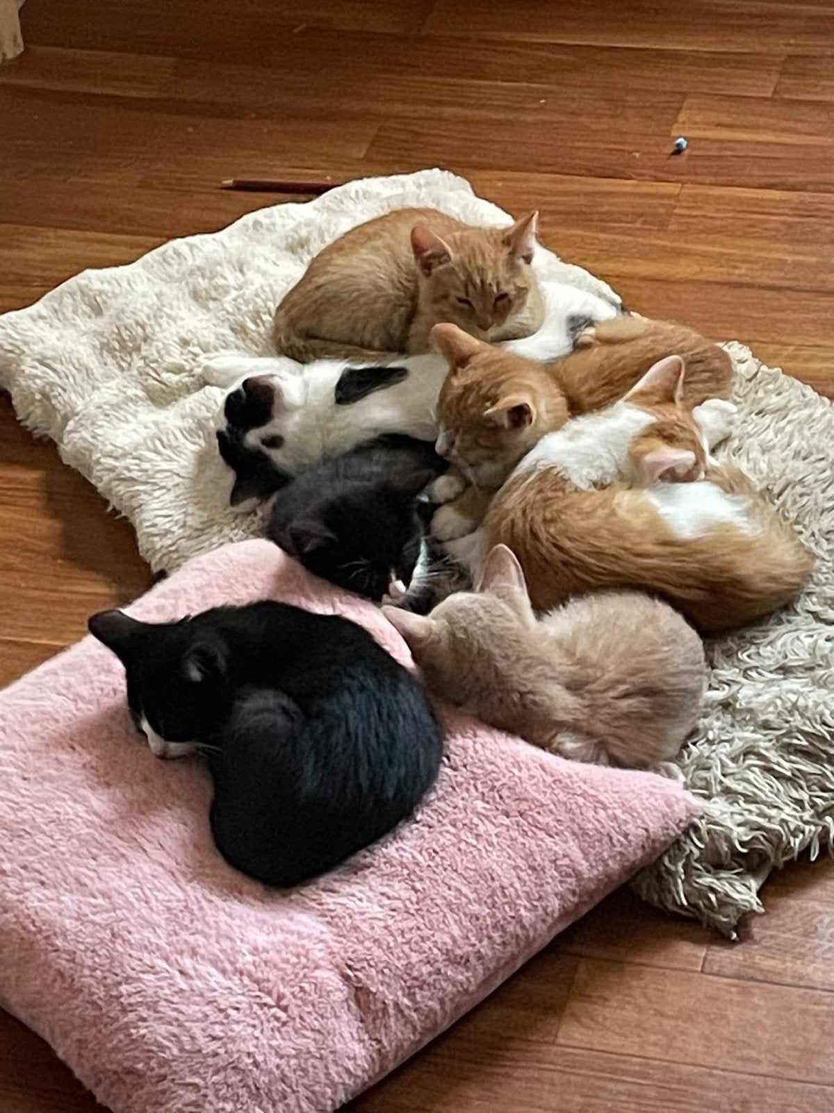 Kittens jongepoesjes, Poes