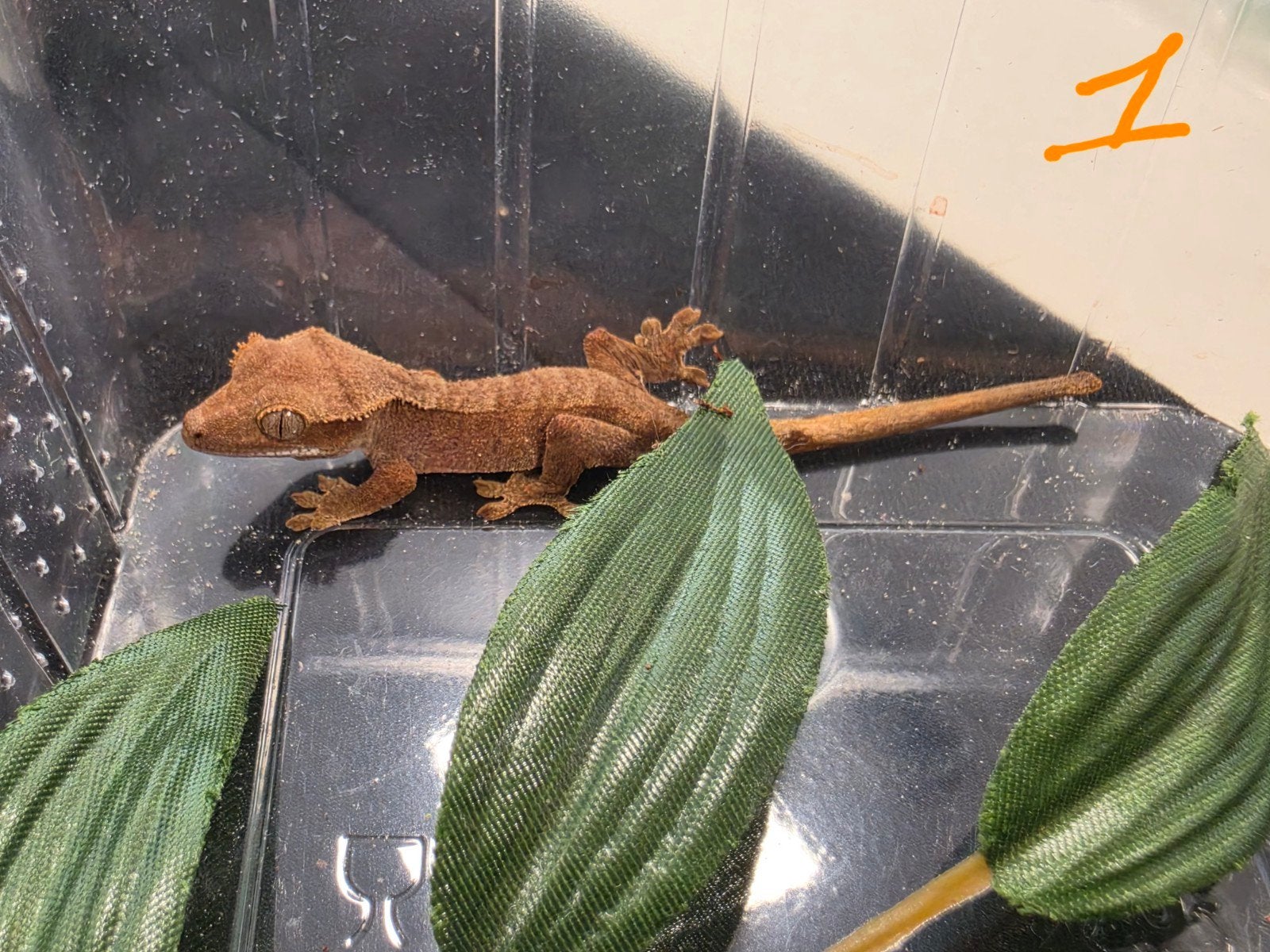 Wimpergekko jongen, Dieren en Toebehoren, Reptielen en Amfibieën, Overige soorten, Tam, 0 tot 2 jaar