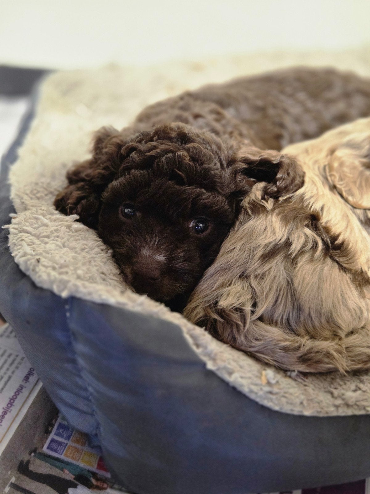 cockapoo teefje te koop, Overige rassen, CDV (hondenziekte), 8 tot 15 weken, Teef