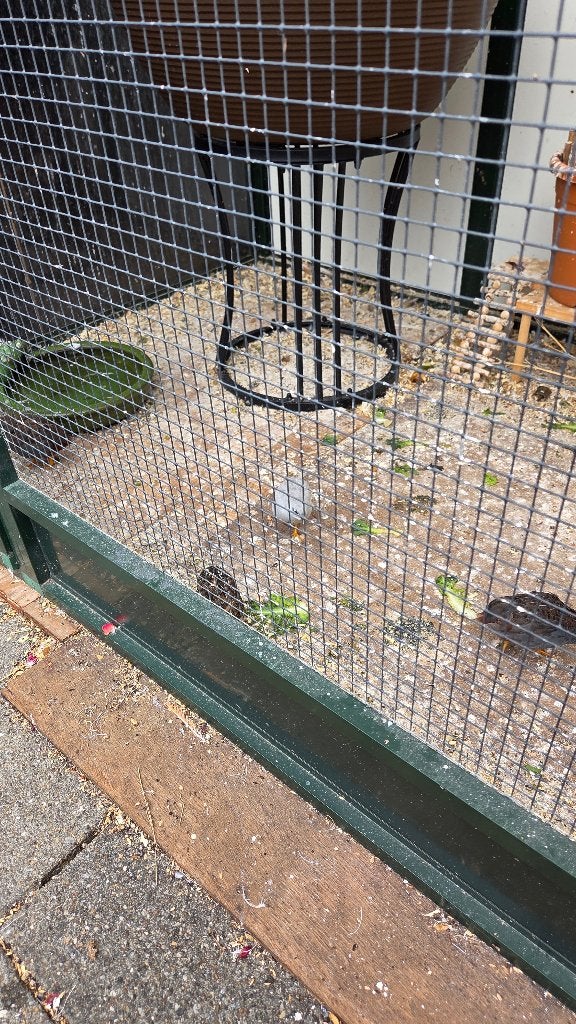 Chinese kwartels, Dieren en Toebehoren, Vogels | Overige Vogels, Meerdere dieren, Tropenvogel