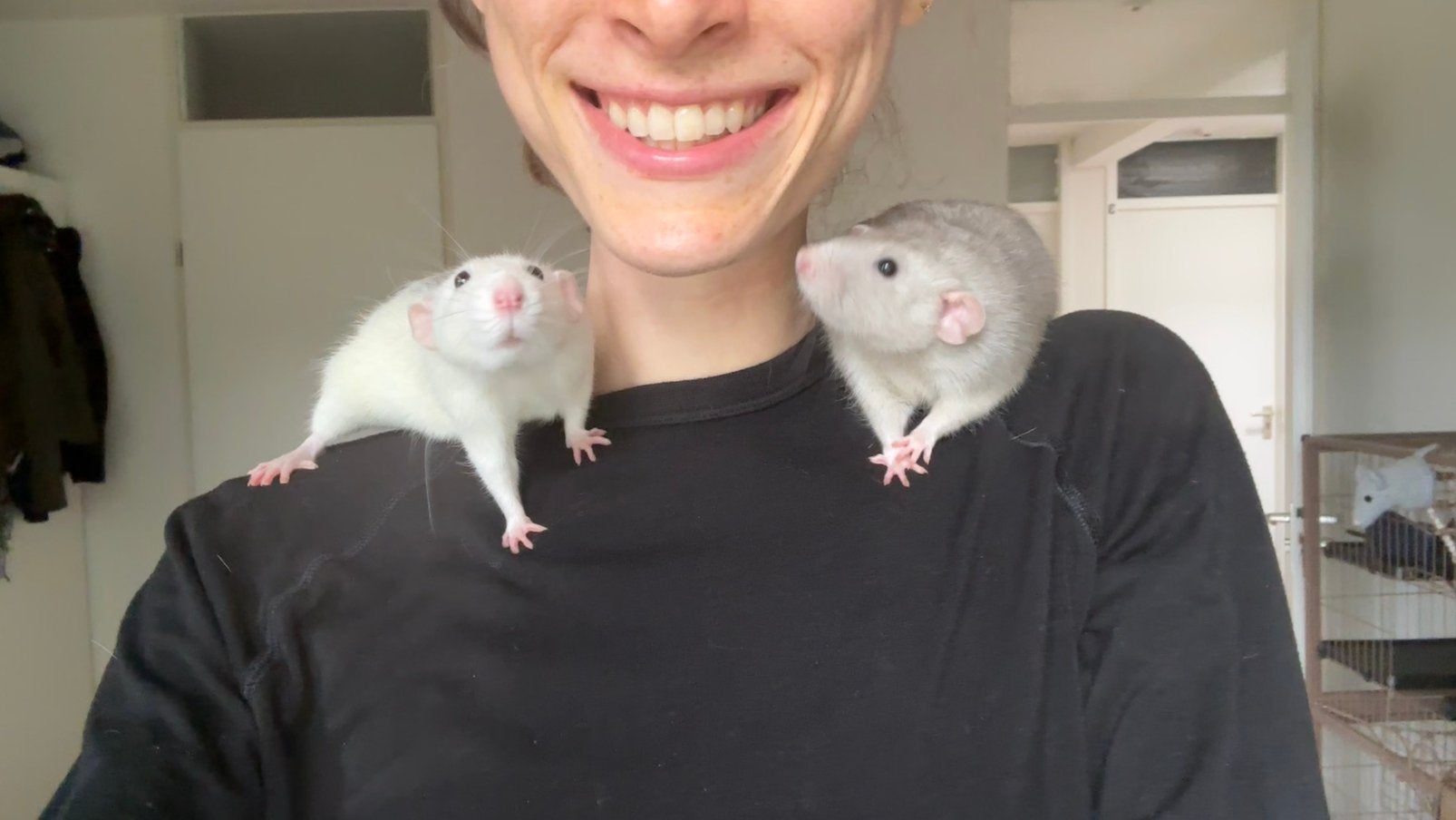 2 super tamme mannetjes ratten + kooi en spullen, Rat, Mannelijk, Januari, Tam