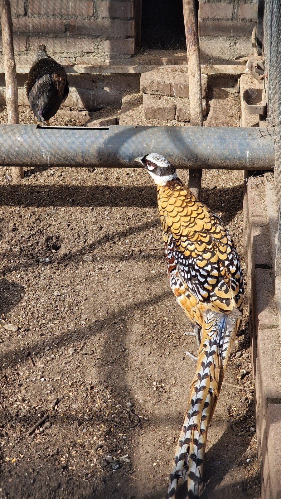 koningsfazanten op kleur 2026, Dieren en Toebehoren, Meerdere dieren