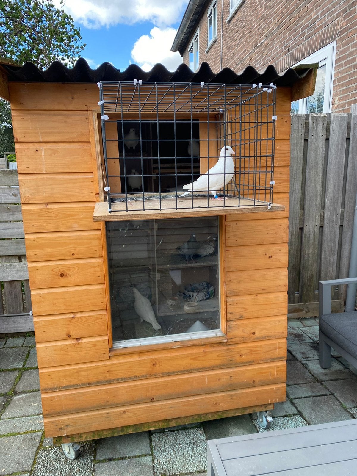 Bruidsduiven te huur, Dieren en Toebehoren, Meerdere dieren, Postduif