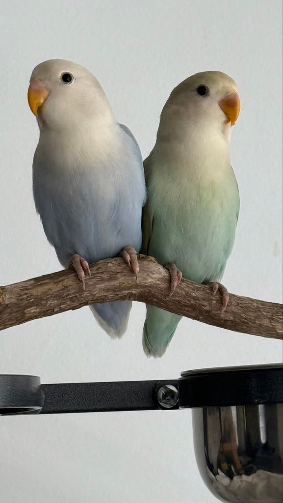 Agapornis Dwergpapagaai Lovebird pop Blauw, Dieren en Toebehoren, Vogels | Parkieten en Papegaaien, Vrouwelijk, Dwergpapegaai of Agapornis