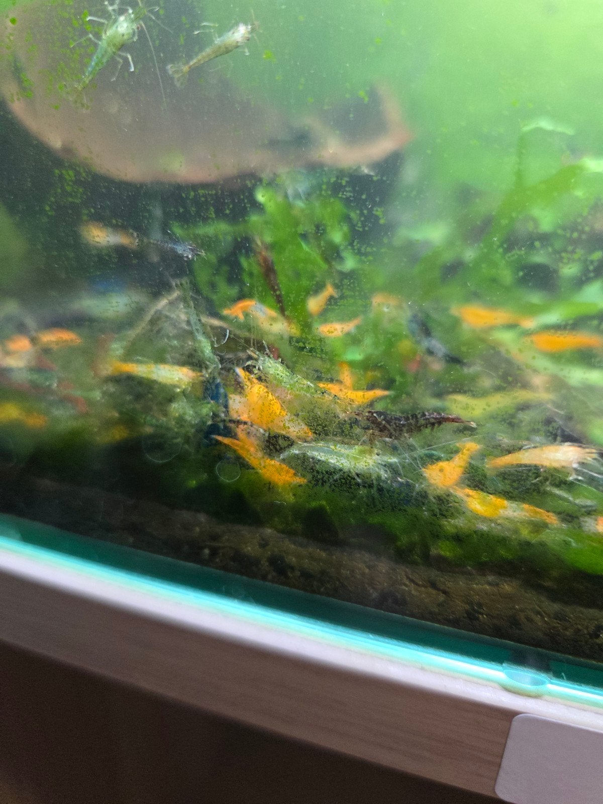 Neocaridina Garnalen Mix, Kreeft, Krab of Garnaal, Zoetwatervis, Schoolvis