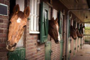 Pensio(e) n stalling, Stalling, 1 paard of pony