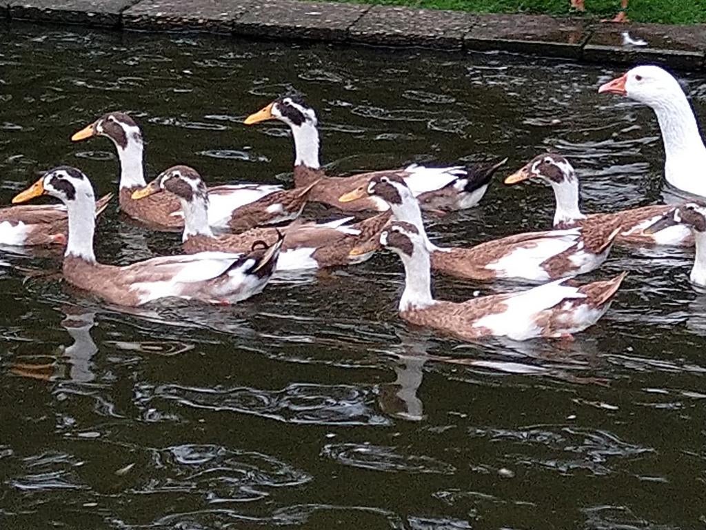 Broedeieren. Indische loopeenden reebont., Dieren en Toebehoren, Pluimvee, Eend, Geslacht onbekend