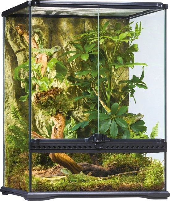 Gezocht: Terrarium of Paludarium., Hagedis