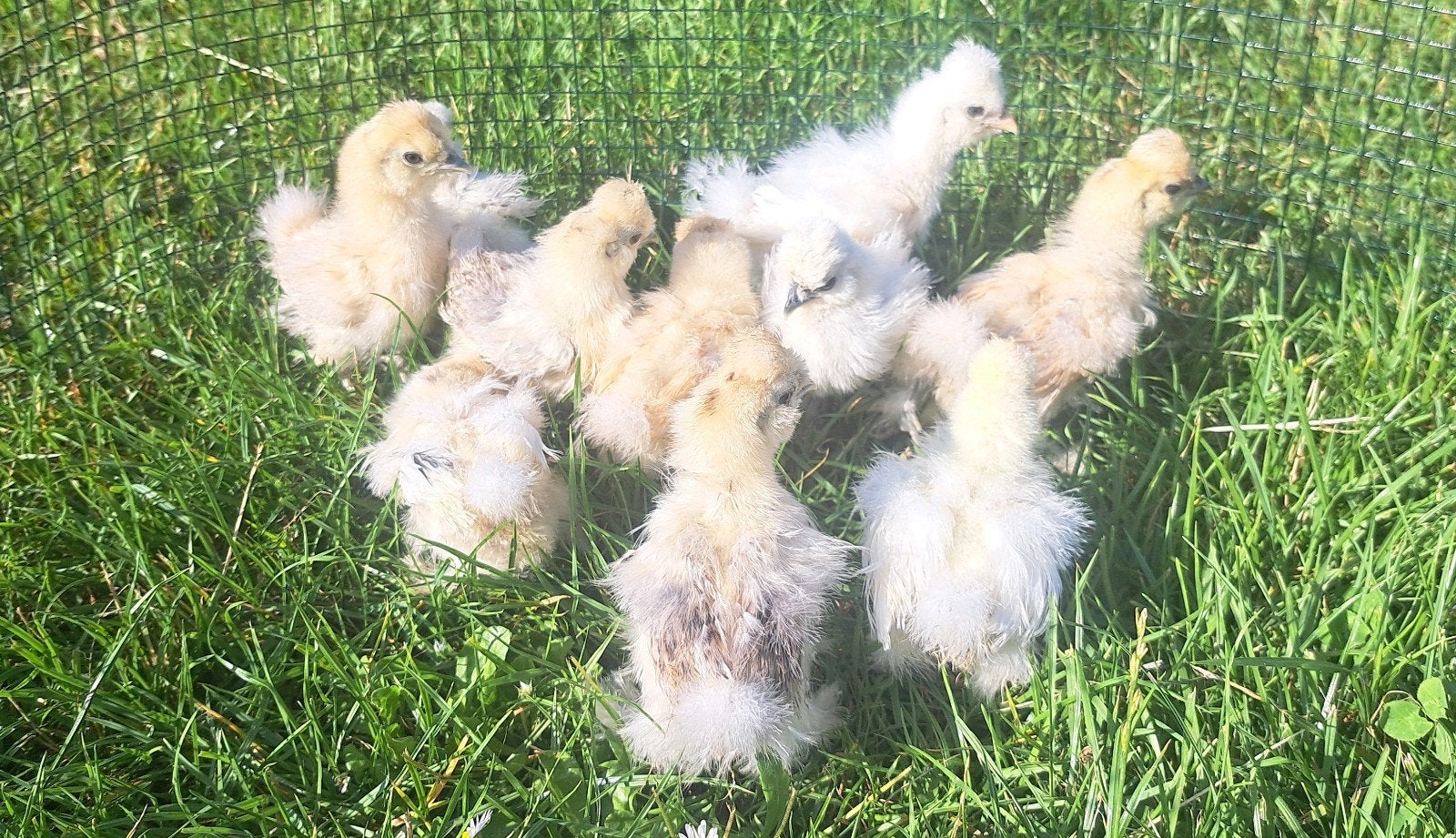 USA Zijdehoen hennetjes, Dieren en Toebehoren, Pluimvee, Vrouwelijk, Kip