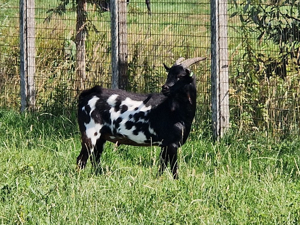 Dekbok dwerggeiten te huur | Mooie geiten bokjes te leen, Dieren en Toebehoren, Mannelijk, Geit, 3 tot 5 jaar