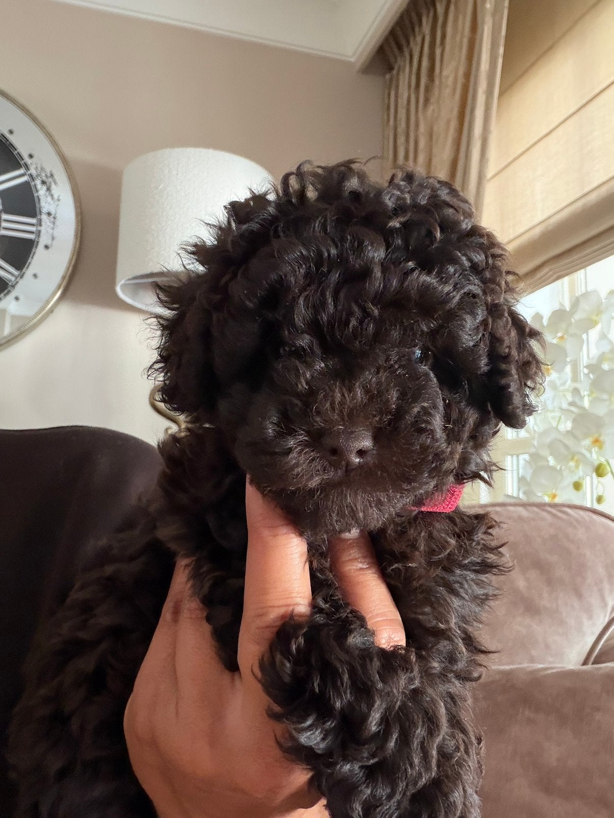 Toypoedel pup, Poedel, Parvo, 8 tot 15 weken, Teef
