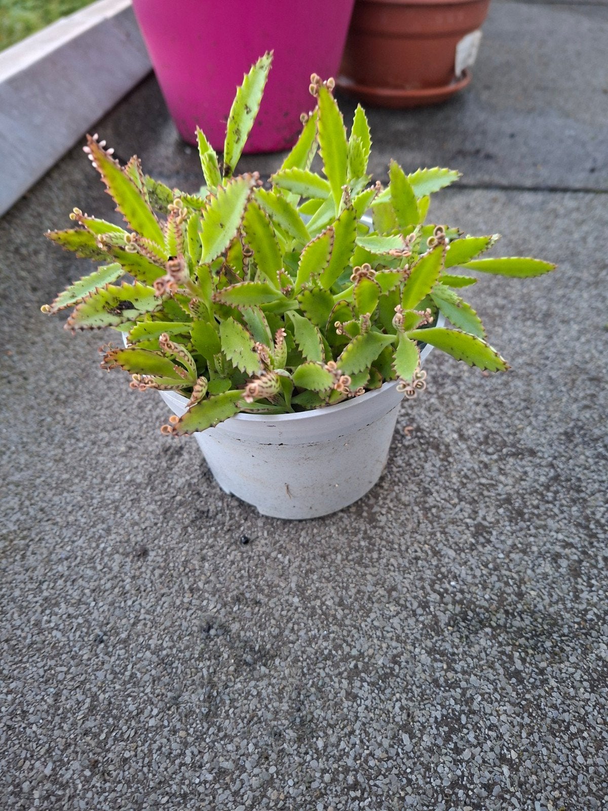 potje met veel plantjes van mother of thousand, Huis en Inrichting, Ophalen, Halfschaduw, Minder dan 100 cm