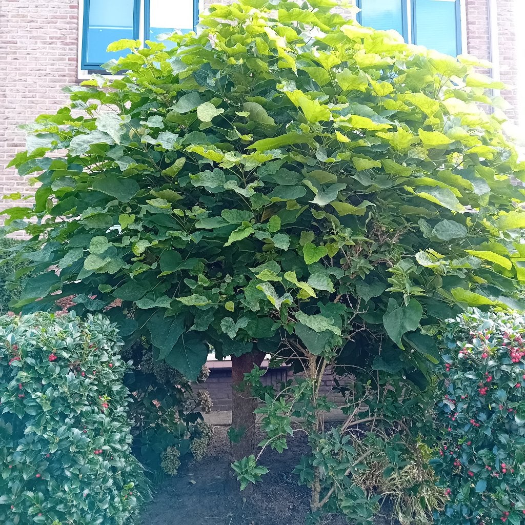Trompetboom, Ophalen of Verzenden, Volle zon, Overige soorten