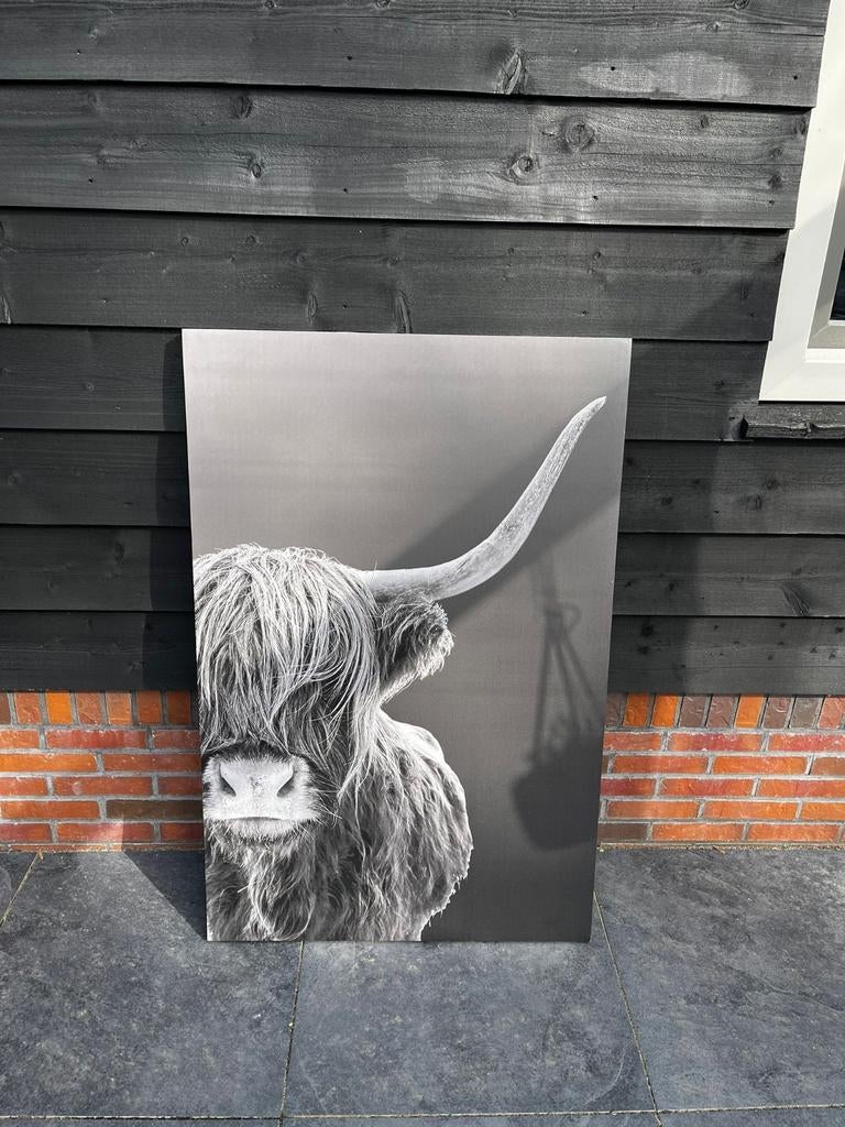 Canvas Schilderij Zwart Wit Schotse Hooglander 75x115 cm, Ophalen