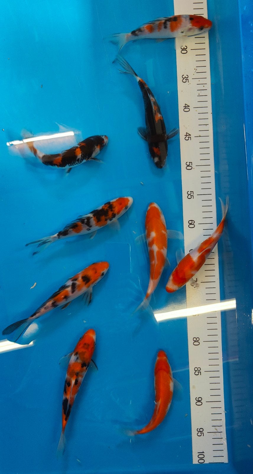 9 x Koi van Takigawa Koi Farm 3 Kohaku 3 Showa 4 Sanke, Dieren en Toebehoren, Vissen | Vijvervissen, Karper of Koi