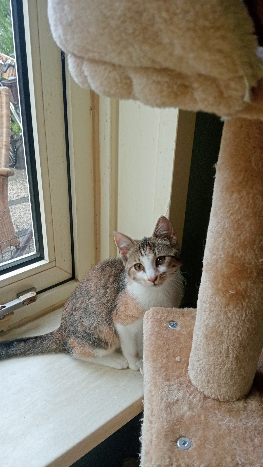 2 lieve aanhankelijke kittens poesjes (chatreau kruising), Poes, Kortharig, 0 tot 2 jaar