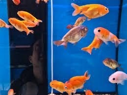 Ranchu goudvis mix ca 8/10 - Koidream Valburg, Dieren en Toebehoren, Goudvis(sen)