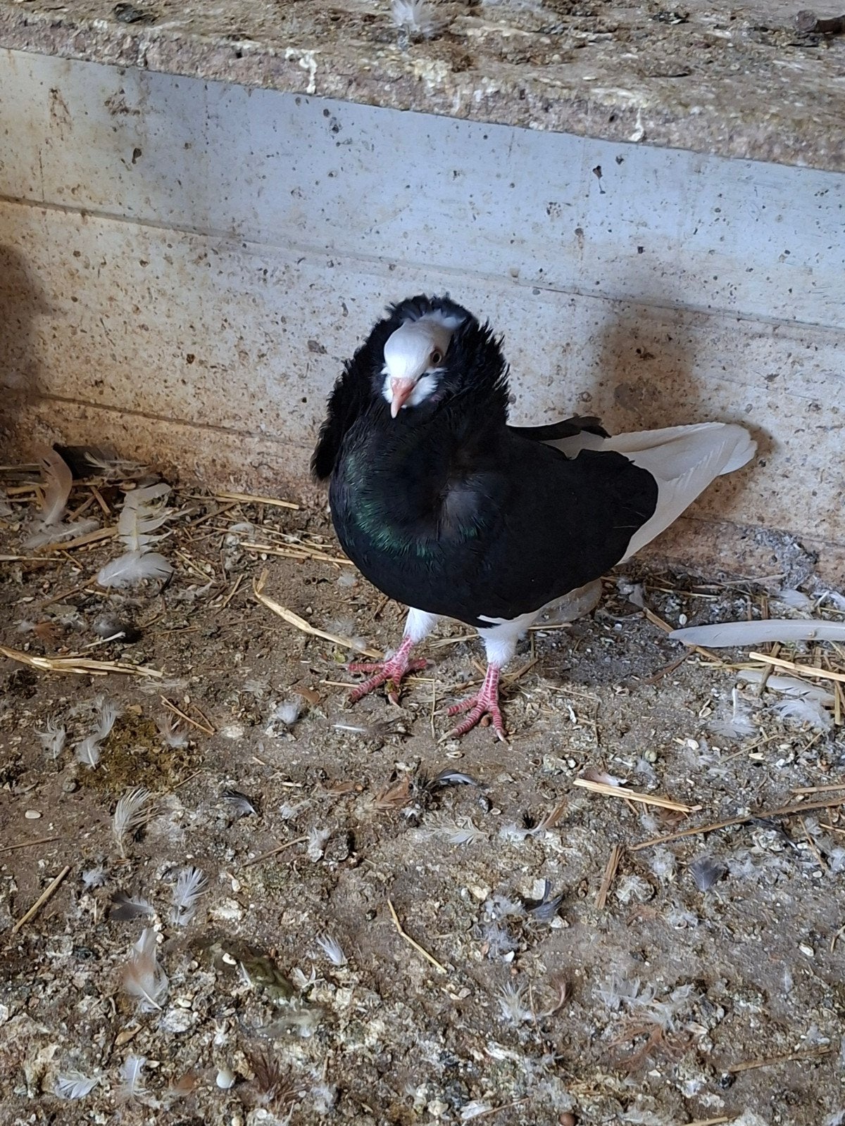 Oud Hollandse kapucijn, sierduif., Dieren en Toebehoren, Vogels | Duiven, Mannelijk, Overige soorten