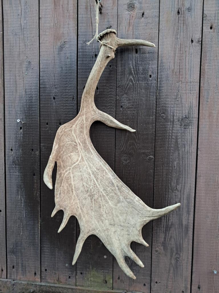 Grote damhert geweistang 70 cm – decoratie / jacht, Ophalen of Verzenden, Zo goed als nieuw, Hert, Opgezet dier