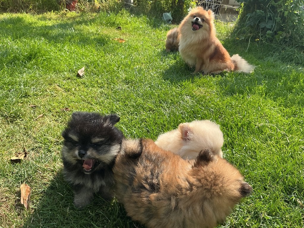 Pomeranian pups, Overige rassen, 8 tot 15 weken, Meerdere, Meerdere dieren