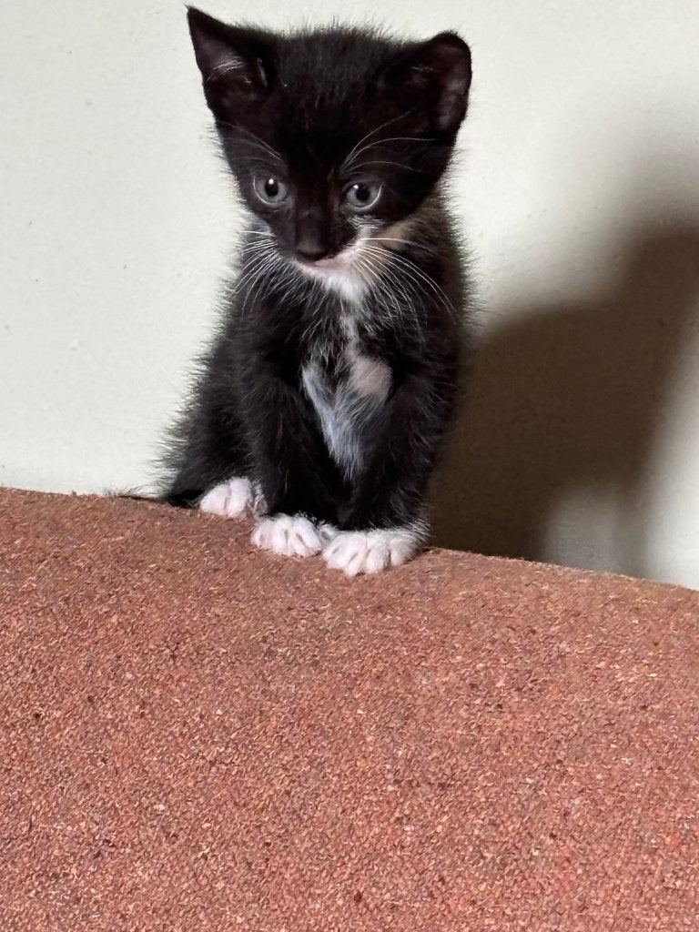 Kitten katertje, Dieren en Toebehoren, Meerdere dieren, Kortharig, 0 tot 2 jaar